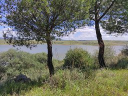 Flora del Cerro Masatrigo